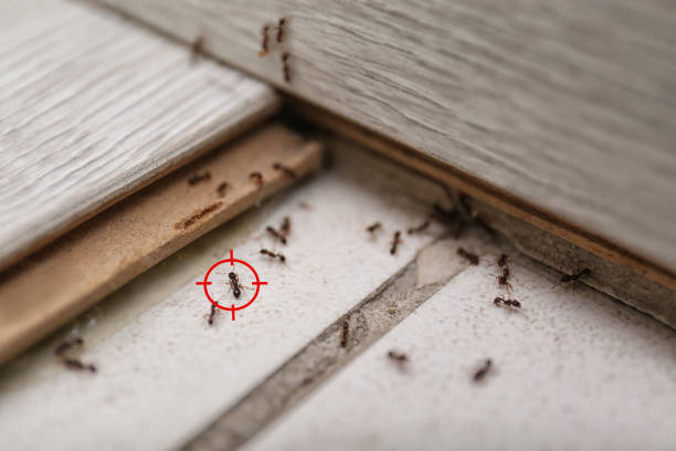 Best Spider Control Near Me  in Morris, MN