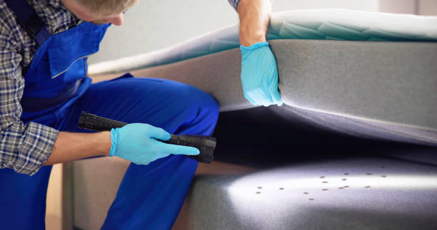 Best Ant Control Services  in Morris, MN
